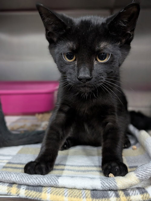 Kitten Kirkland, Baby Domestic Short Hair / Mixed (short coat), cat for adoption in Euclid, Ohio