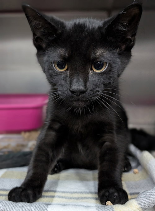 Kitten Kirkland, Baby Domestic Short Hair / Mixed (short coat), cat for adoption in Euclid, Ohio