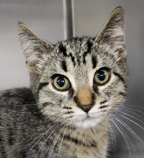 Kitten Carerra, an adoptable Domestic Short Hair in Cuyahoga Falls, OH