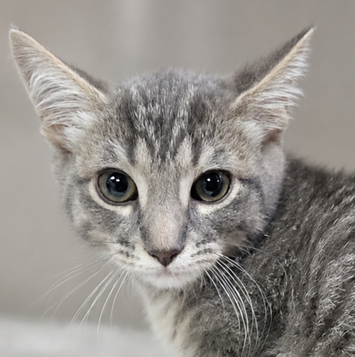 Kitten Alpina, an adoptable Domestic Short Hair in Cuyahoga Falls, OH