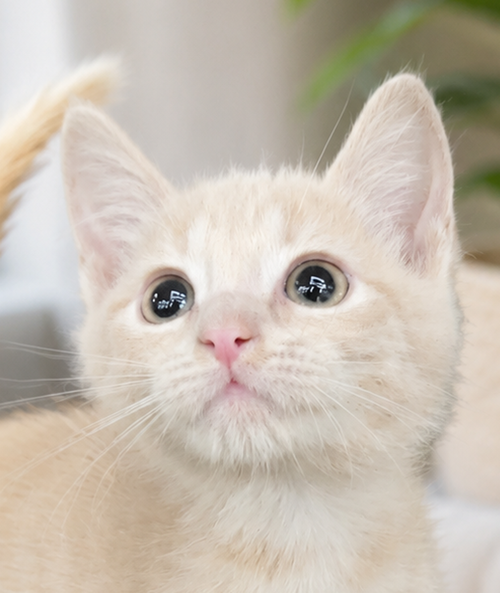 Kitten PJ, an adoptable Domestic Short Hair in Cuyahoga Falls, OH