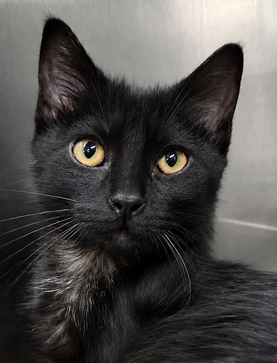 Kitten Buttons - Domestic Short Hair