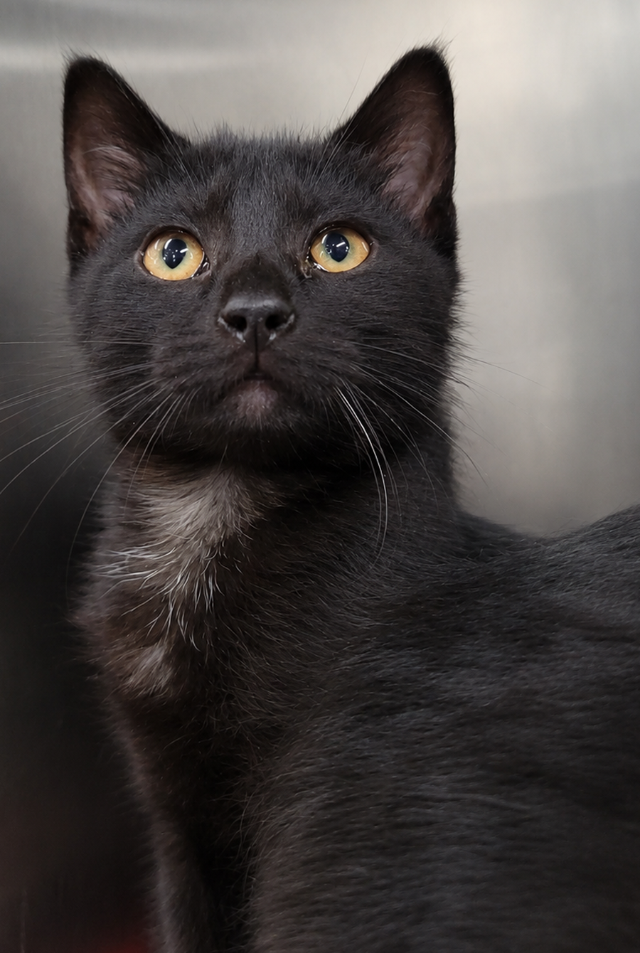 Kitten Buttons, photo 2