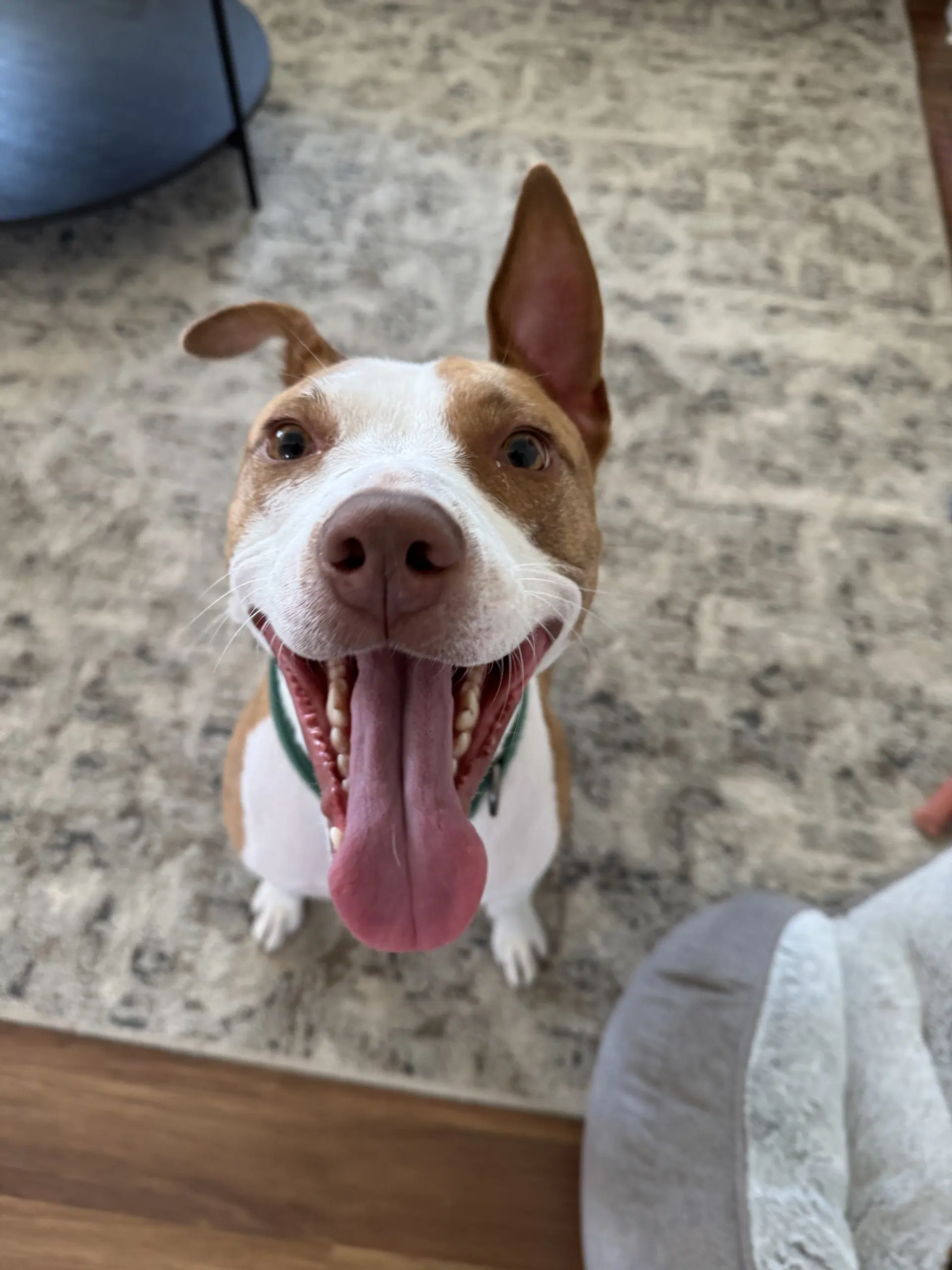 Mac - Pit Bull Terrier