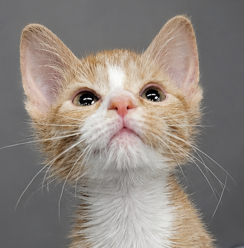 Kitten Mia