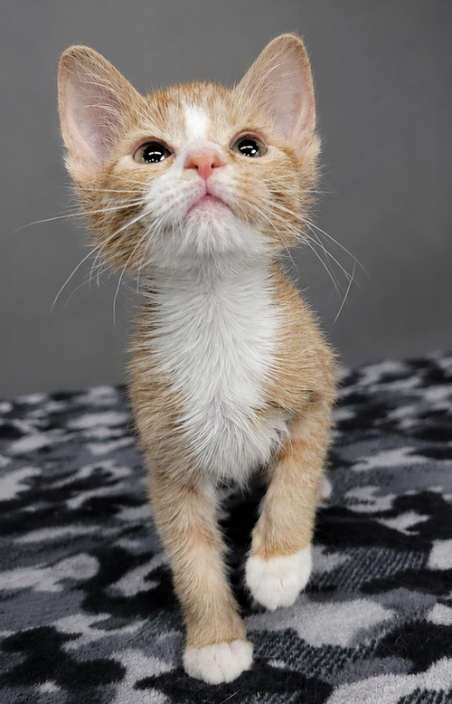 Kitten Mia, Baby Domestic Short Hair / Mixed (short coat), cat for adoption in Euclid, Ohio