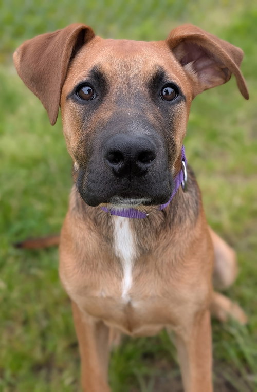 Puppy Lillie