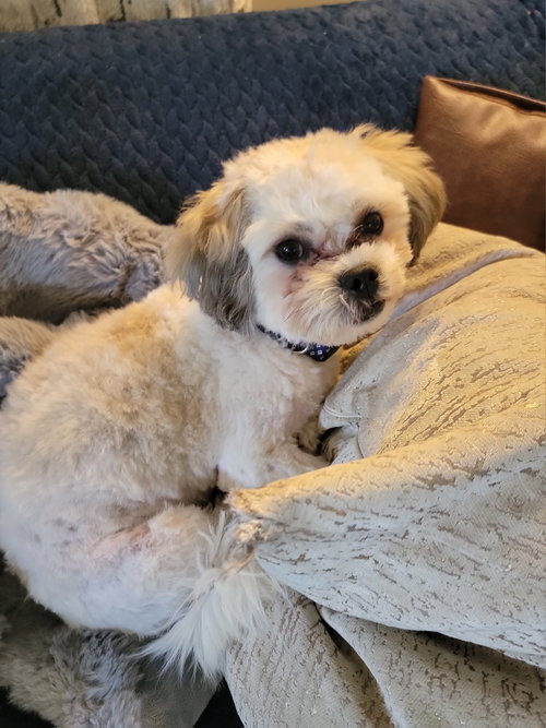 Cooper "Teddy Bear"