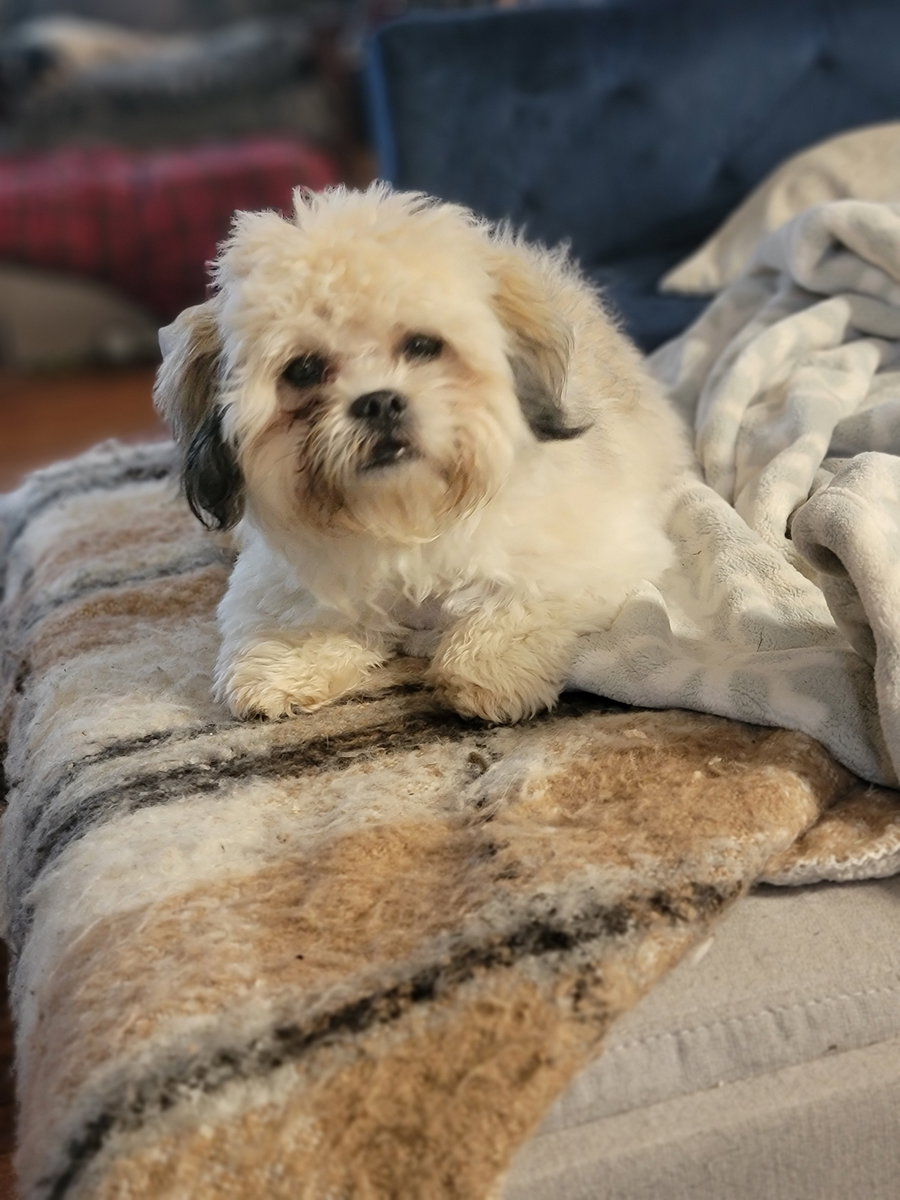 Cooper "Teddy Bear"