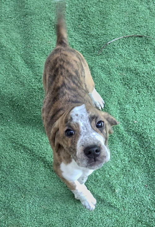 Chevy Puppy