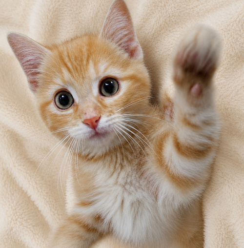 Kitten Dribble