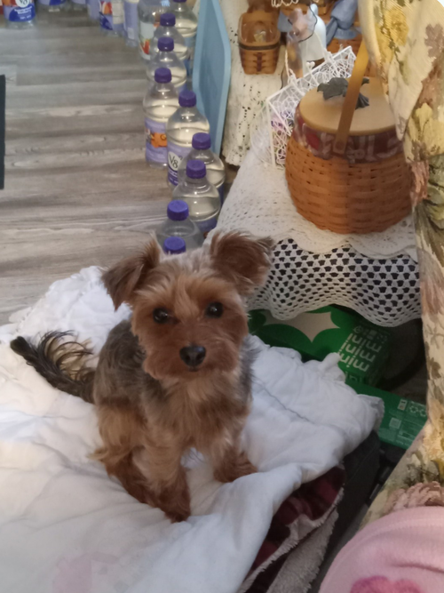 Winston