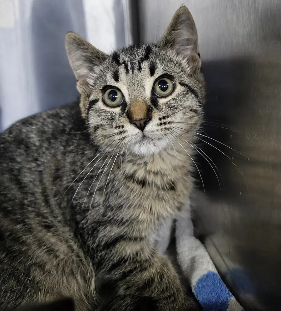 Kitten Alpina - Domestic Short Hair