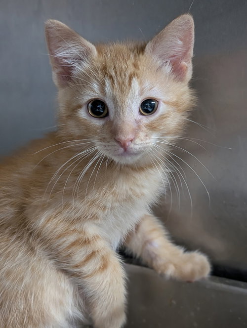Kitten Lahey