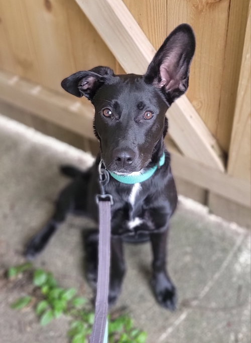 Angie *Video, an adoptable Labrador Retriever in Cuyahoga Falls, OH