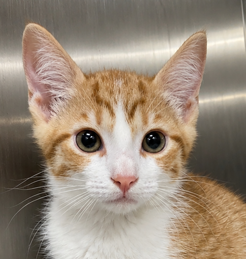Kitten Trousers, Baby Domestic Short Hair / Mixed (short coat), cat for adoption in Cleveland, Ohio