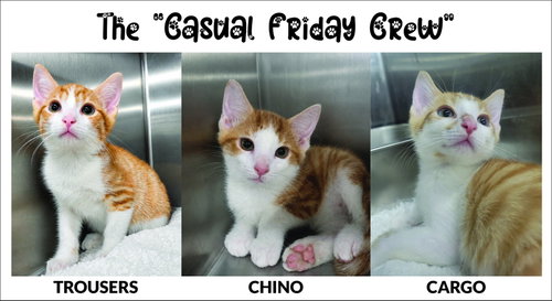 Kitten Chino photo 4