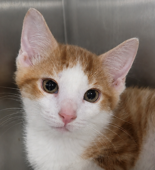 Kitten Chino, Baby Domestic Short Hair / Mixed (short coat), cat for adoption in Cleveland, Ohio