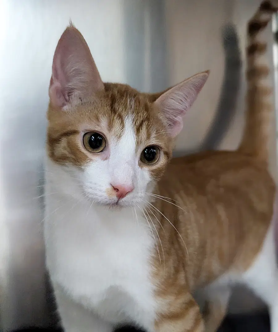 Kitten Chino - Domestic Short Hair