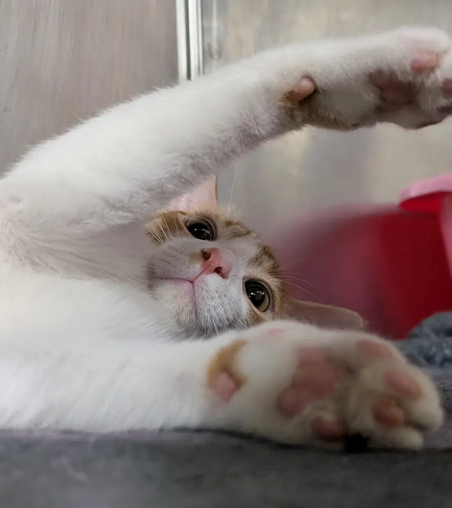 Kitten Chino image 2