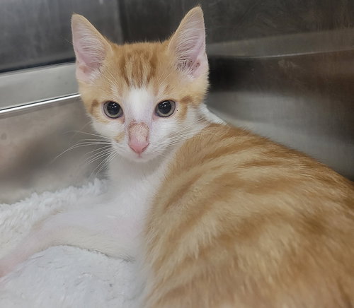 Kitten Cargo, Baby Domestic Short Hair / Mixed (short coat), cat for adoption in Cleveland, Ohio