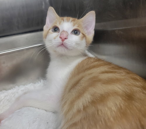Kitten Cargo photo 2