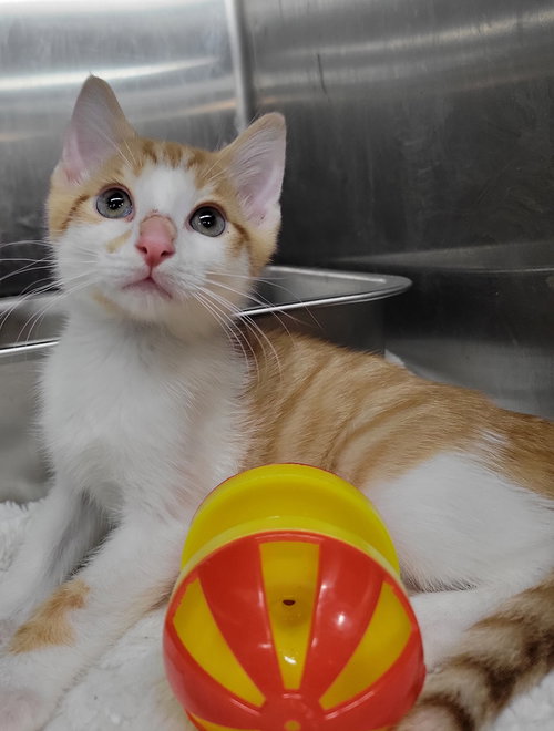Kitten Cargo photo 3