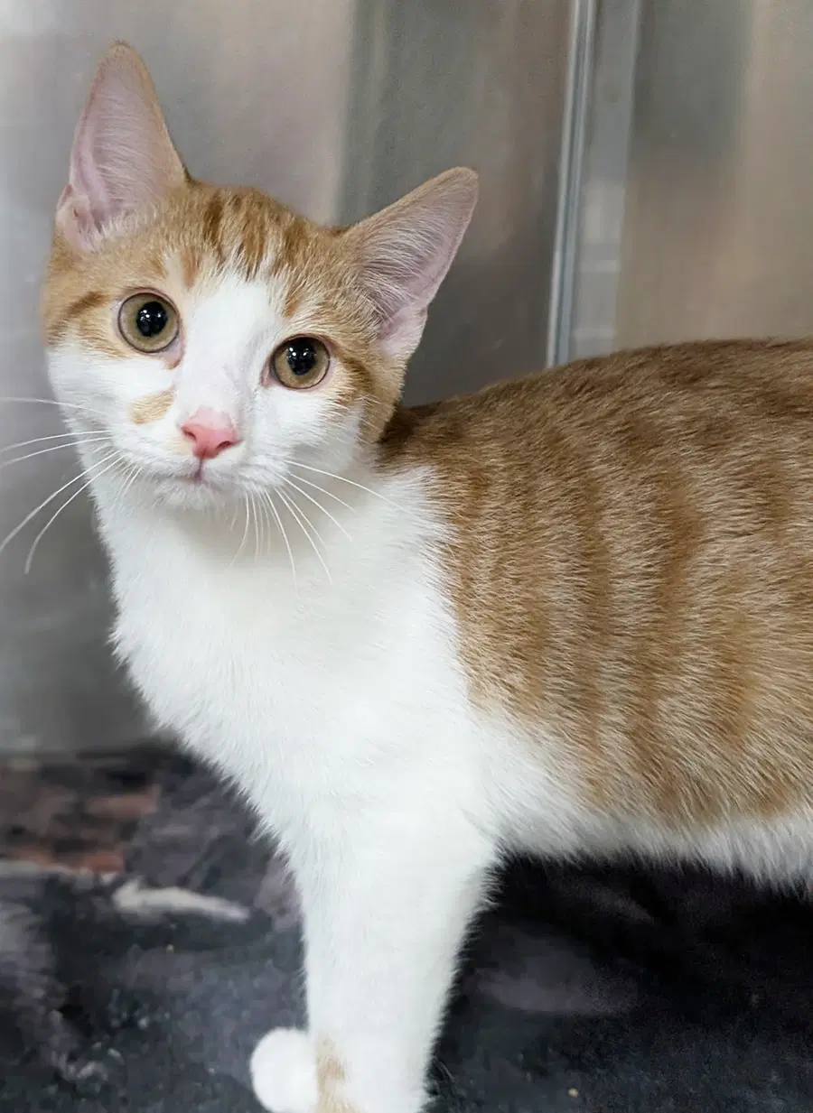 Kitten Cargo - Domestic Short Hair