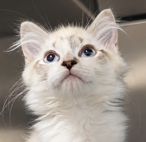 Kitten Rue *Deaf*, Baby Domestic Medium Hair / Siamese / Mixed (medium coat), cat for adoption in Cleveland, Ohio
