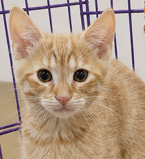Kitten Hagen, Baby Domestic Short Hair / Mixed (medium coat), cat for adoption in Cleveland, Ohio