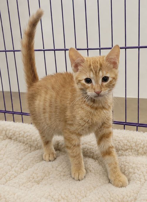 Kitten Hagen photo 2