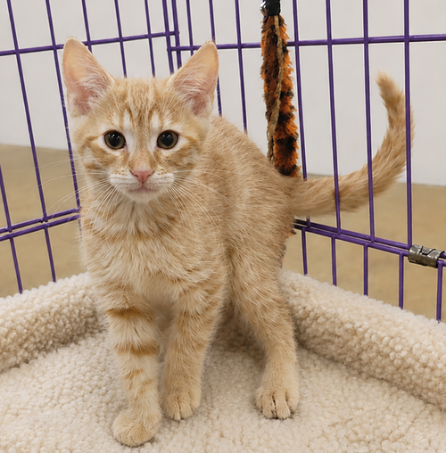 Kitten Hagen photo 3
