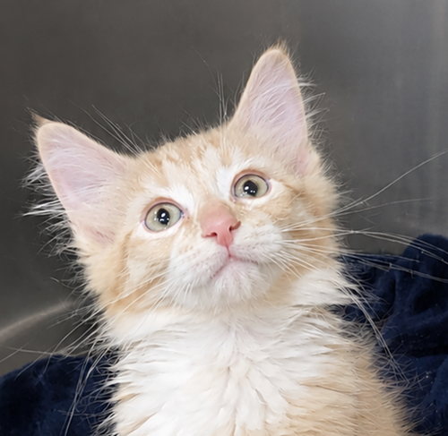 Kitten Mongo, Baby Domestic Medium Hair / Mixed (medium coat), cat for adoption in Cleveland, Ohio