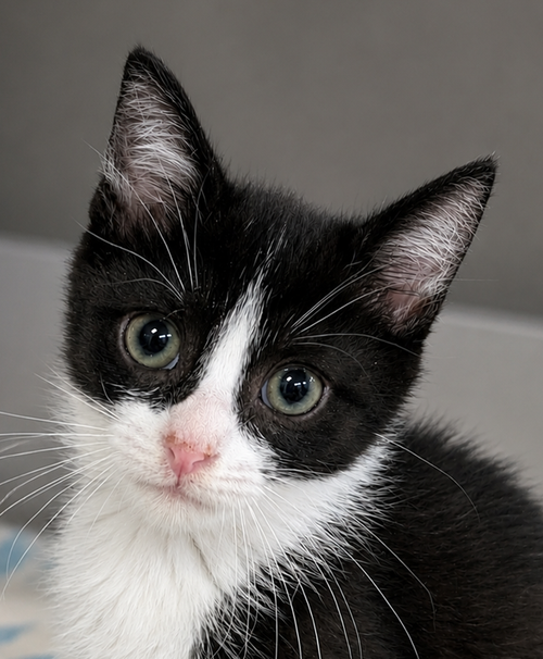 Kitten Cyrus, Baby Domestic Short Hair / Mixed (short coat), cat for adoption in Cleveland, Ohio