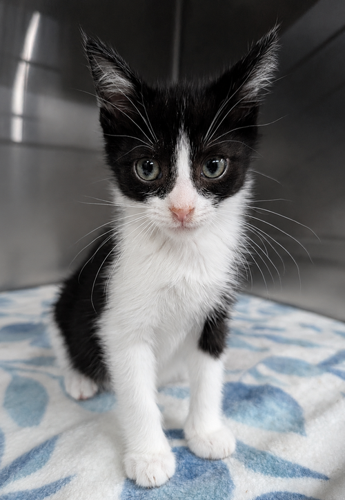 Kitten Cyrus photo 2