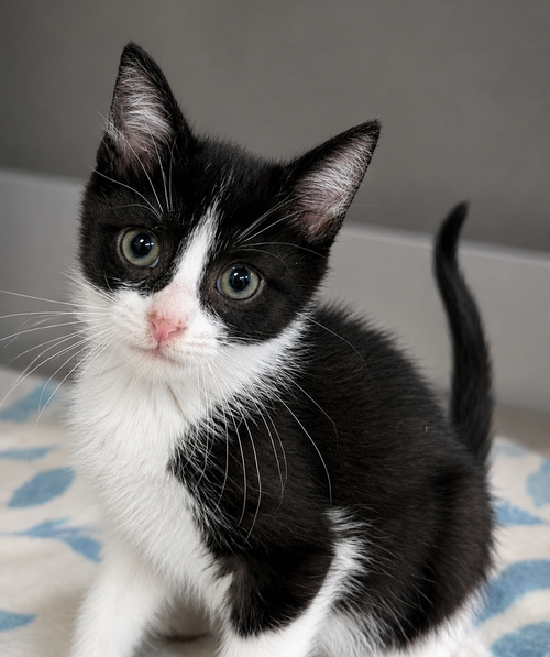 Kitten Cyrus photo 3