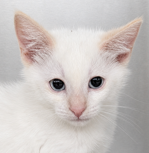Kitten Ricky, an adoptable Siamese in Cuyahoga Falls, OH