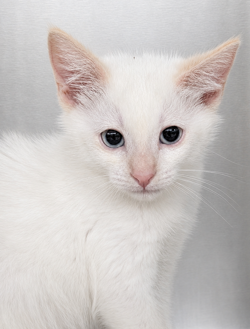 Kitten Ricky photo 2
