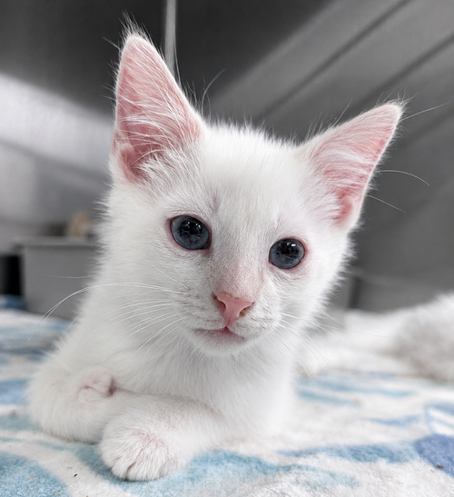 Kitten Bubbles, an adoptable Siamese in Cuyahoga Falls, OH