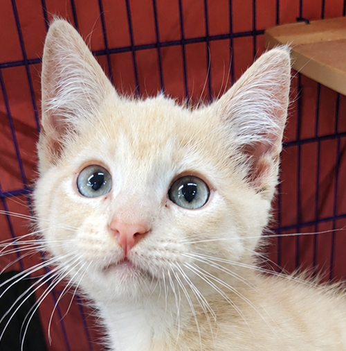 Kitten Den, Baby Domestic Short Hair / Mixed (short coat), cat for adoption in Cleveland, Ohio