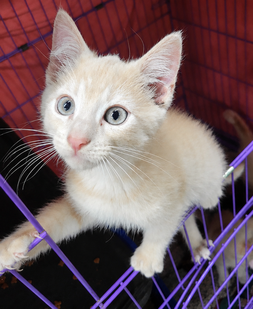 Kitten Den photo 2