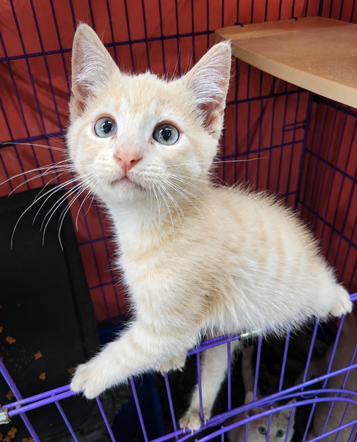 Kitten Den photo 3