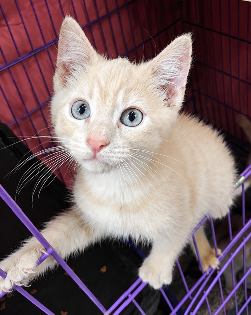 Kitten Den photo 4