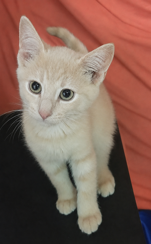 Kitten Lair photo 2