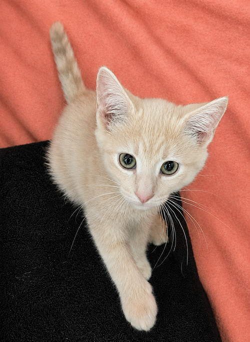 Kitten Lair photo 3