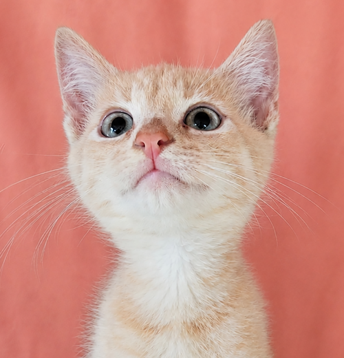 Kitten Hut, Baby Domestic Short Hair / Mixed (short coat), cat for adoption in Cleveland, Ohio