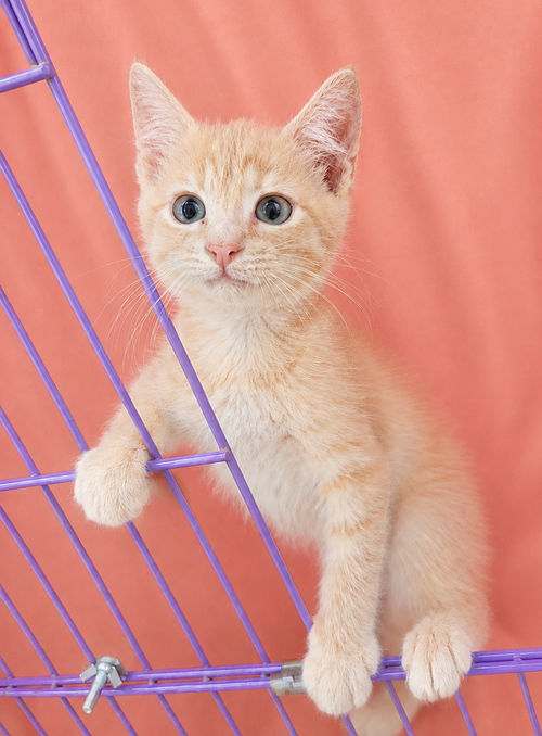 Kitten Hut photo 2