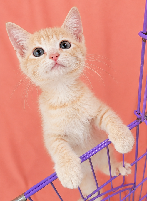 Kitten Hut photo 3