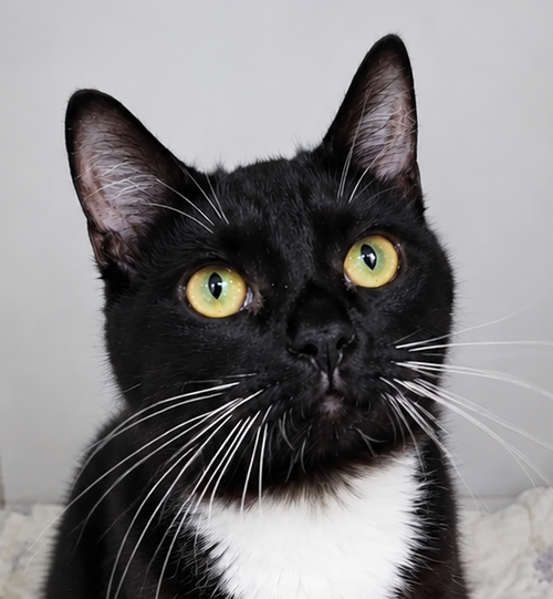 Quick, Adult Domestic Medium Hair / Mixed (medium coat), cat for adoption in Cleveland, Ohio