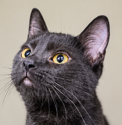 Kitten Arizona, Baby Domestic Short Hair / Mixed (short coat), cat for adoption in Cleveland, Ohio